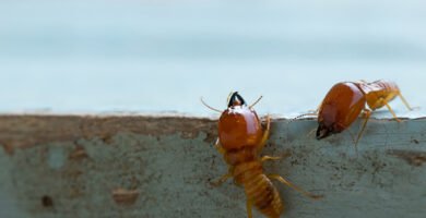 Veneno de termitas: 8 recetas caseras y consejos sencillos para combatir este mal