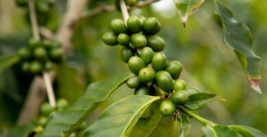 Café verde: que es, beneficios, cuidados y contraindicaciones